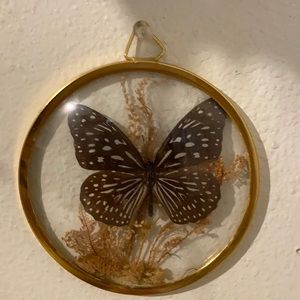 butterfly Wall decor